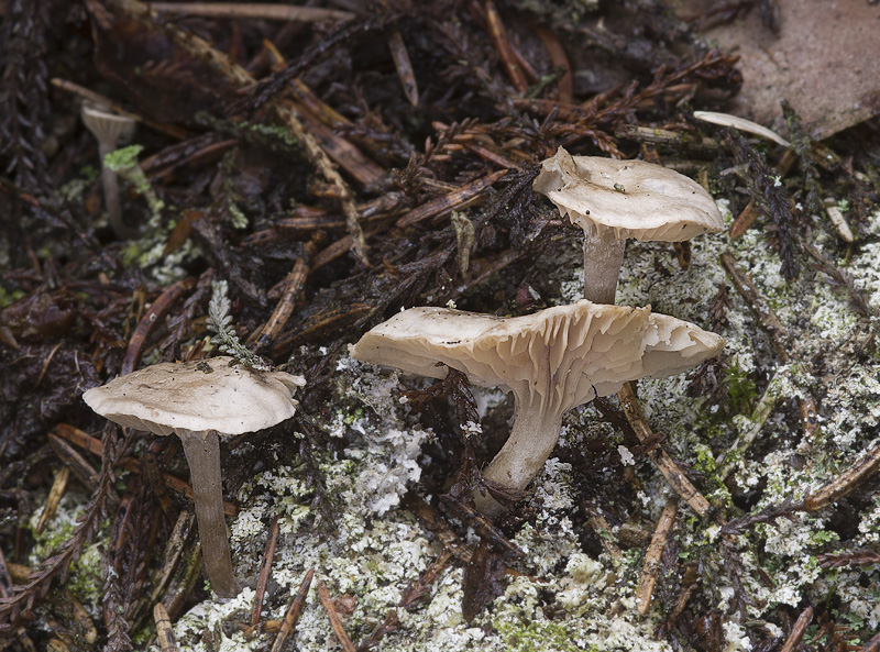 Rhodocybe parilis